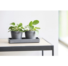 Deux pots de fleurs gris avec des plantes à monnaie chinoise vertes sur une table