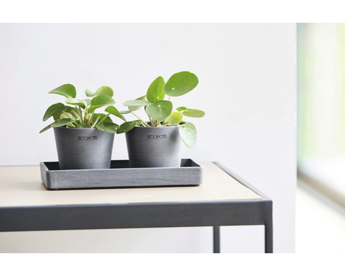 Zwei graue Blumentöpfe mit grünen Glückstaler Pflanzen auf einem Tisch