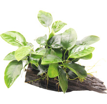 Saugwurzel mit Zwergspeerblatt - Saugwurzel Anubias nana ca. 16 x 7 x 12 cm