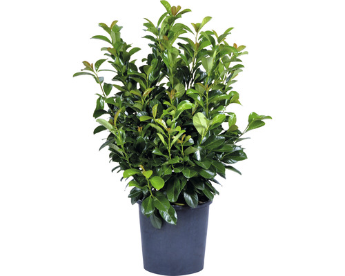 Lorbeerkirsche im Topf