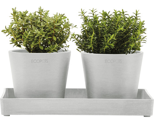Deux plantes en pot dans des pots gris sur une soucoupe grise