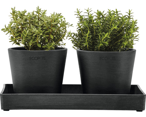 Deux plantes en pot sur un plateau