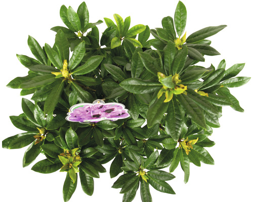 Groblumige Alpenrose FloraSelf Rhododendron Hybride 'Rhododendronpark Graal -Mritz' H 40-50 cm Co 7,5 L - HORNBACH Luxemburg