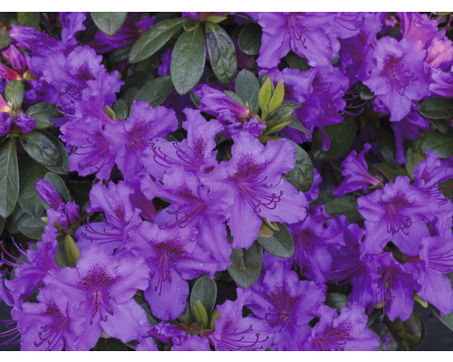 Gros plan de fleurs de rhododendron violettes
