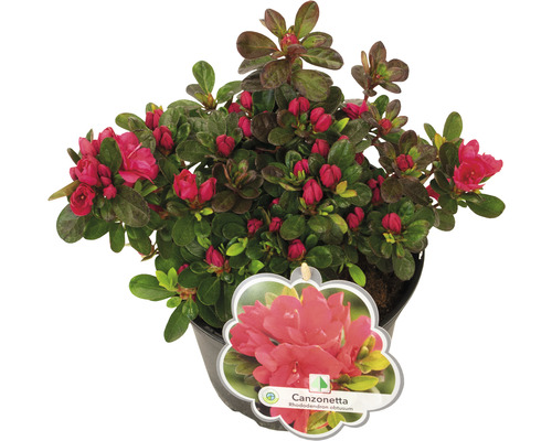 Rhododendron obtusum Canzonetta en pot avec des boutons floraux rouges