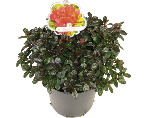 Azalée Canzonetta en pot