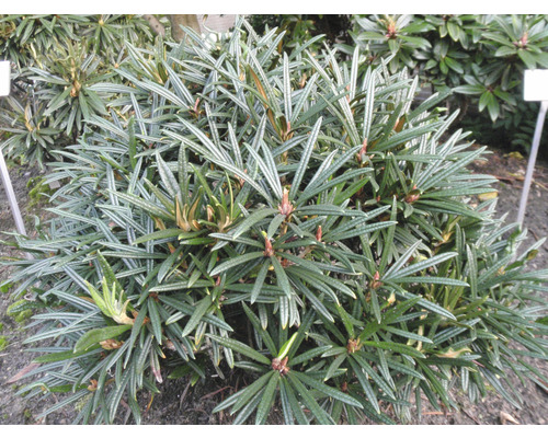 gnstige thuja brabant Thuja "Brabant" (80 - 100 cm) als krftige wurzelware