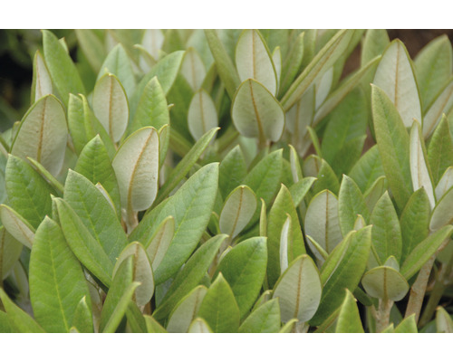 Nahaufnahme von immergrünen Blättern einer Gartenpflanze