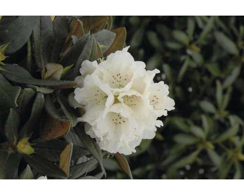 Rhododendron FloraSelf Rhododendron taliense 'Honigduft' h 30-40 cm Co 5 l parfumé Gros plan sur une fleur de rhododendron blanche dans le jardin