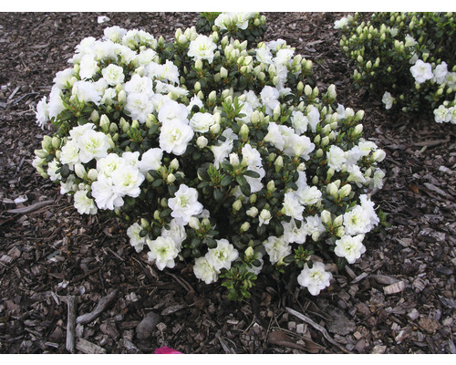 Azalée du Japon FloraSelf Rhododendron obtusum 'Schneeperle' h 25-30 cm Co 3 l Azalée à fleurs blanches