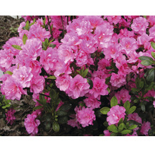 Azalee mit rosa Blüten