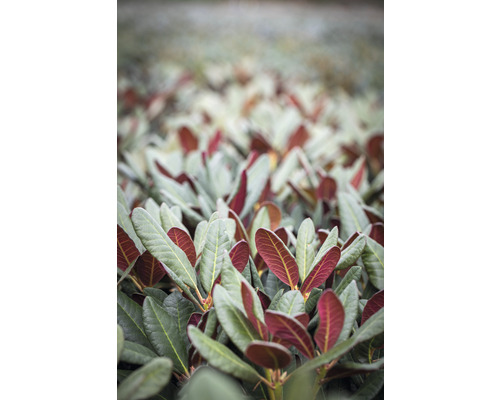 Rhododendron à grosses fleurs FloraSelf Rhododendron Hybride 'Wine and Roses'® h 30-40 cm Co 5 l