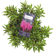 Rhododendron d''ornement avec étiquette