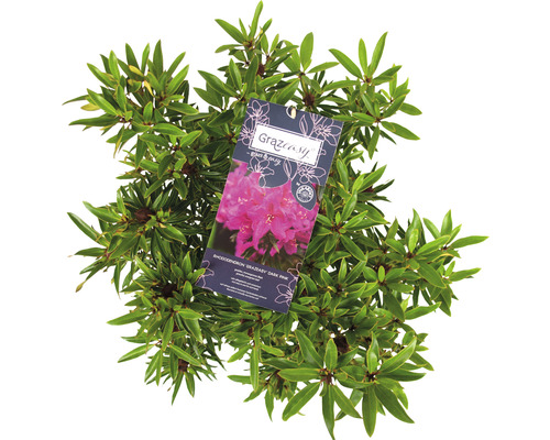 Rhododendron d''ornement avec étiquette