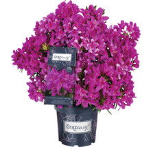Rhododendron Grazeasy en pot avec de nombreuses fleurs