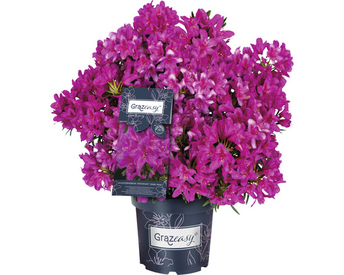 Rhododendron Grazeasy en pot avec de nombreuses fleurs