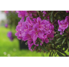 Gros plan d''un plant de rhododendron à fleurs violettes