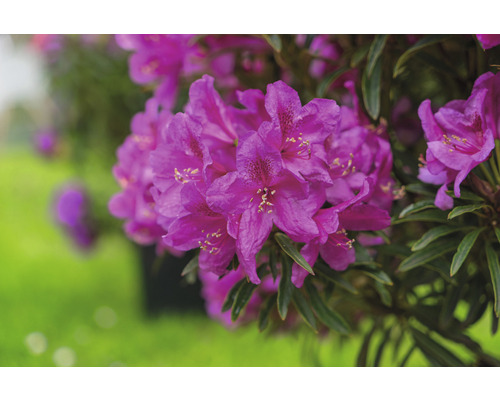 Rhododendron FloraSelf Rhododendron ponticum Grazeasy® 'Dark Pink' by INKARHO ® h 30-40 cm Co 5 l tolérant à la chaux