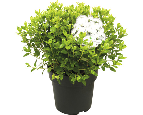 Japanische Stechpalme im Topf