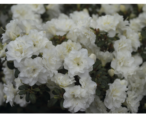 Japanische Azalee FloraSelf Rhododendron obtusum 'White Pearl' H 25-30 cm Co 3 L