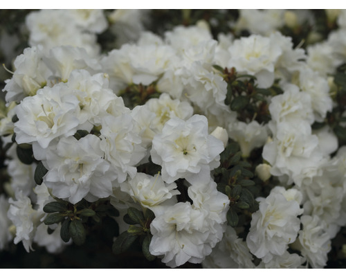 Azalée du Japon FloraSelf Rhododendron obtusum 'White Pearl' h 25-30 cm Co 3 l Gros plan d''un azalée blanc