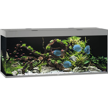 Aquarium avec poissons, plantes et décorations