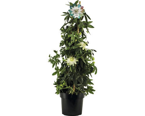 Fleur de la passion pyramide Passiflora caerulea 'Constance Elliot' h env. 70 cm Co 2 l fleurs odorantes