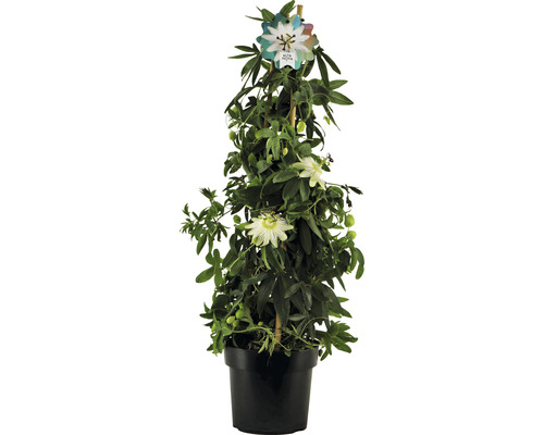 Fleur de la passion pyramide Passiflora caerulea 'Constance Elliot' h env. 70 cm Co 2 l fleurs odorantes Fleur de la passion pyramide Passiflora caerulea 'Constance Elliot' h env. 70 cm Co 2 l fleurs odorantes