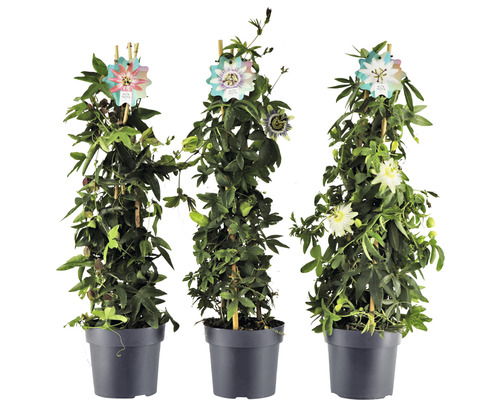 Drei Topfpflanzen Passionsblume mit Rankhilfe im Topf