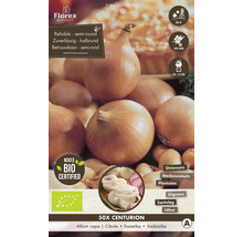 Paquet d''oignons à planter, 50 pièces