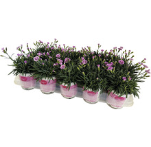 Œillet FloraSelf Dianthus caryophyllus Pink Kisses® pot Ø 11 cm-thumb-0