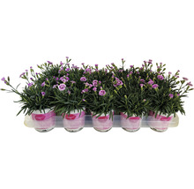 Œillet FloraSelf Dianthus caryophyllus Pink Kisses® pot Ø 11 cm-thumb-4