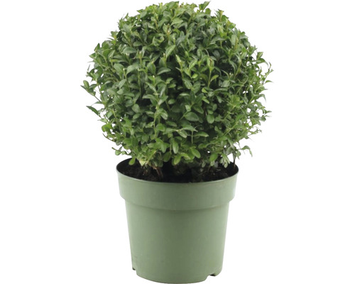 Buchsbaum Kugel FloraSelf Buxus sempervirens Durchmesser ca. 20 cm Co 2,5 L