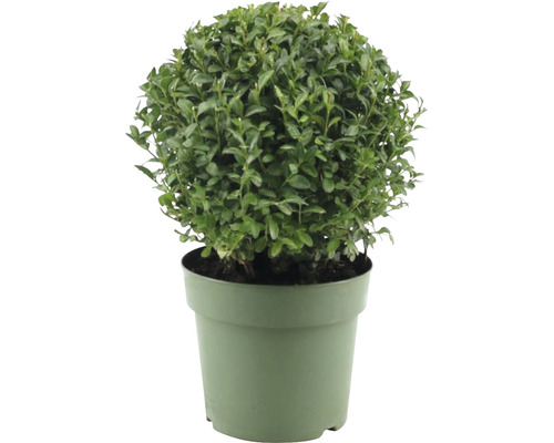 Buis boule FloraSelf Buxus sempervirens diamètre env. 20 cm Co 2,5 l