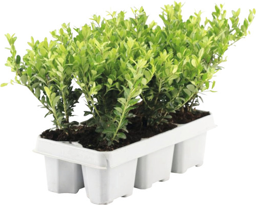 Houx crénelé lot de 6 FloraSelf Ilex crenata 'Jenny' variété femelle