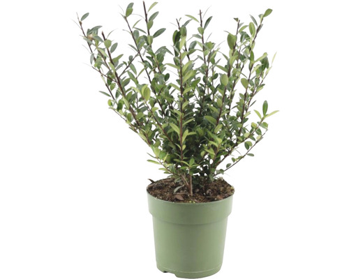 Houx crénelé FloraSelf Ilex crenata 'Jenny' h 10-20 cm Co 1 l variété femelle