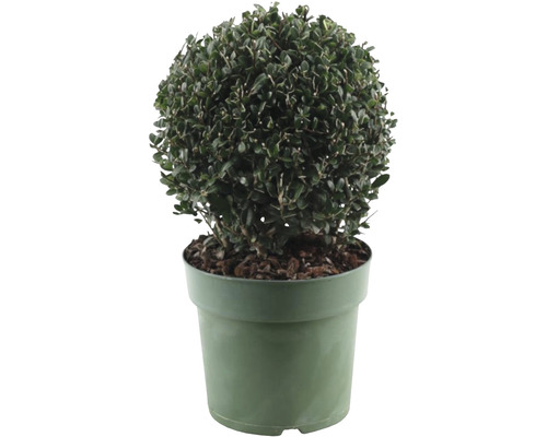 Houx crénelé boule FloraSelf Ilex crenata 'Jenny' diamètre env. 20 cm Co 2,5 l variété femelle