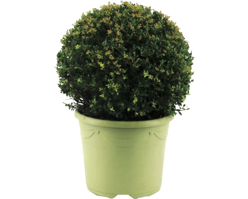 Houx crénelé boule FloraSelf Ilex crenata 'Caroline Upright' diamètre env. 32 cm Co 12 l variété femelle