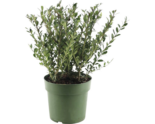 Houx crénelé FloraSelf Ilex crenata 'Jenny' h 15-25 cm Co 2,5 l variété femelle