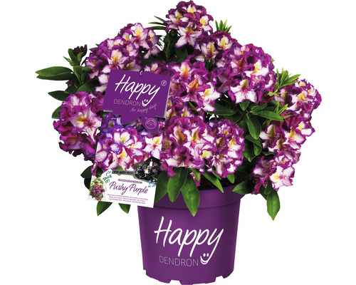Rhododendron Pushy Purple im Topf
