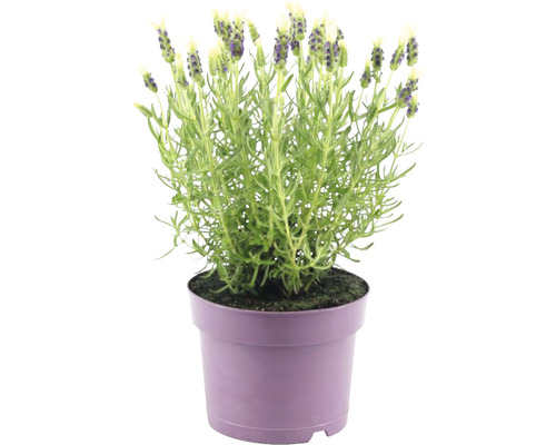 Lavande papillon FloraSelf Lavandula stoechas 'Anouk' h 20-25 cm pot Ø 15 cm blanc Lavande en pot