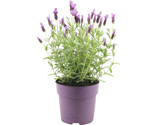 Schopflavendel FloraSelf Lavandula stoechas 'Anouk' H 20-25 cm Ø 15 cm Topf rosa Lavendel im Topf