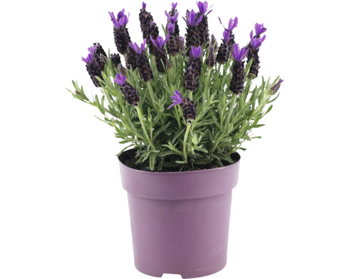 Schopflavendel FloraSelf Lavandula stoechas 'Anouk Premium Star' H 20-25 cm Ø 15 cm Topf