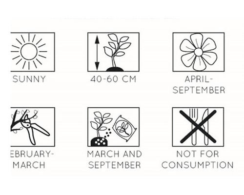 Informations sur la plante: emplacement ensoleillé, hauteur de croissance de 40 à 60 cm, période de floraison d''avril à septembre, taille de février à mars, semis en mars et septembre, impropre à la consommation