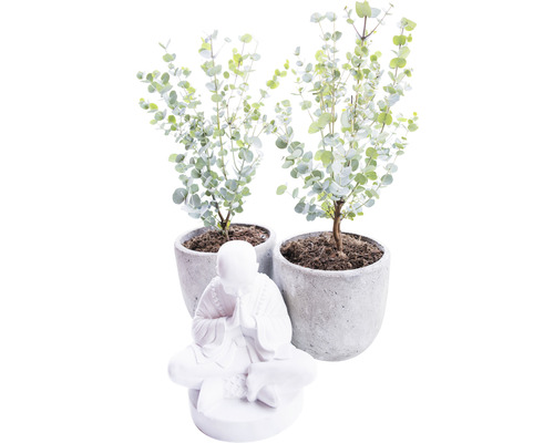 Deux eucalyptus en pot avec une statue de Bouddha