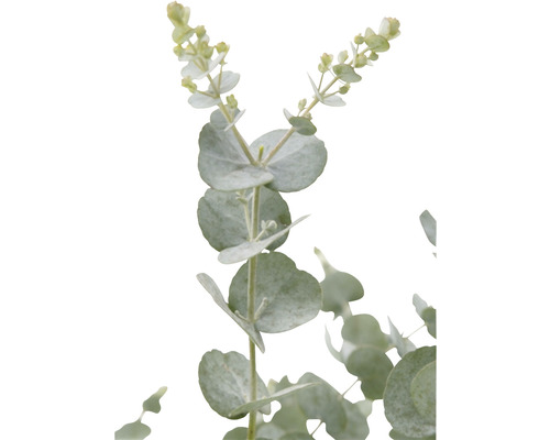 Branche d''eucalyptus avec des feuilles rondes et des boutons floraux