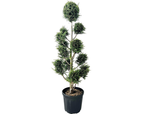 Englische Zypresse PonPon FloraSelf Cupressocyparis leylandii H 130-150 cm Co 18 L Dekorative Zypresse im Topf mit kunstvollem Formschnitt für den Garten