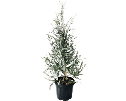 Eukalyptus Pyramide FloraSelf Eukalyptus gunnii 'Azura' H 100-120 cm Ø 36 cm Topf Eukalyptusbaum im Topf