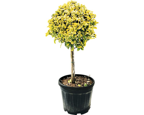 Gelbbunter Spindelstrauch Stämmchen FloraSelf Eunonymus japonicus 'Aurea' Stammhöhe 45 cm Co 15 L