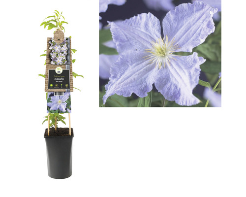 Clematis Blue Angel im Topf